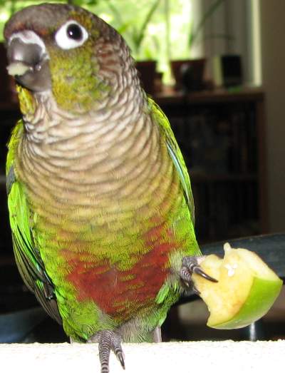 Harley eating some apple