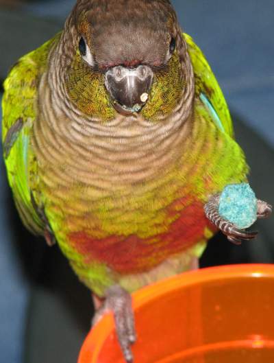 Harley eating Cap’n Crunch